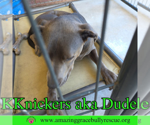 Medium Photo #8 Labrador Retriever-Unknown Mix Puppy For Sale in Pensacola, FL, USA