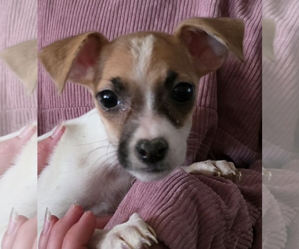 Medium Photo #3 Chihuahua Puppy For Sale in Mukwonago, WI, USA