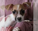 Small #2 Chihuahua