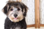 Small Photo #4 Morkie Puppy For Sale in NAPLES, FL, USA
