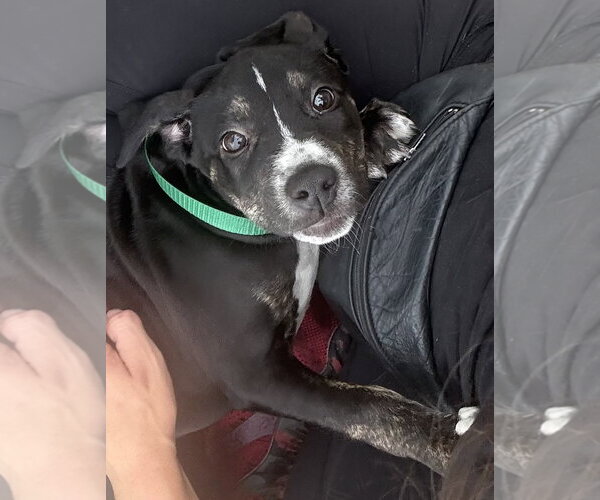 Medium Photo #2 Catahoula Leopard Dog-Unknown Mix Puppy For Sale in Sanford, FL, USA