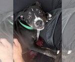 Small #1 Catahoula Leopard Dog Mix