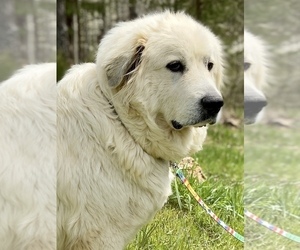 Mother of the Great Pyrenees puppies born on 11/19/2022