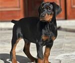 Small Photo #1 Doberman Pinscher Puppy For Sale in FORT LAUDERDALE, FL, USA