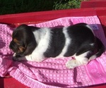 Small Photo #3 Basset Hound Puppy For Sale in ORRVILLE, OH, USA