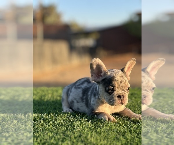 Medium Photo #2 French Bulldog Puppy For Sale in FOLSOM, CA, USA