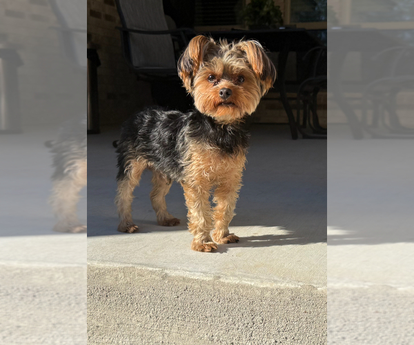 Medium Photo #1 Yorkshire Terrier Puppy For Sale in KILLEEN, TX, USA