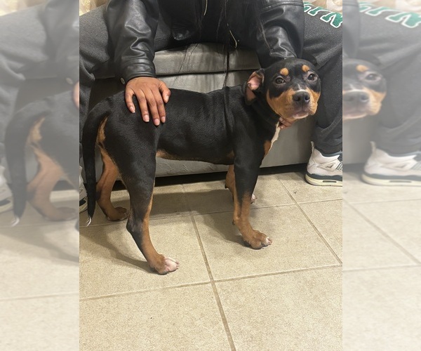 Medium Photo #5 American Bully Puppy For Sale in SEVERN, MD, USA