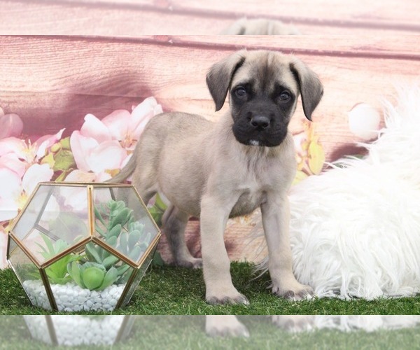 Medium Photo #1 Mastiff Puppy For Sale in MARIETTA, GA, USA