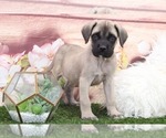 Small Photo #1 Mastiff Puppy For Sale in MARIETTA, GA, USA