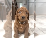 Puppy 6 Golden Retriever-Poodle (Toy) Mix