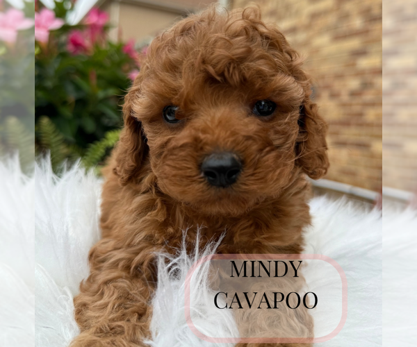 Medium Photo #1 Cavapoo Puppy For Sale in ELMHURST, IL, USA