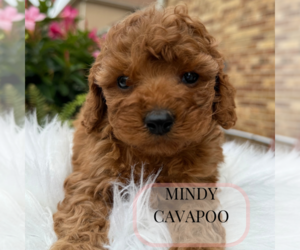 Cavapoo Puppy for Sale in ELMHURST, Illinois USA
