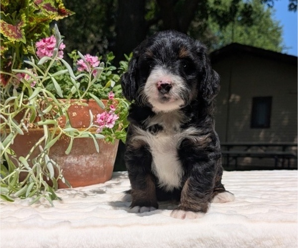 Medium Photo #8 Miniature Bernedoodle Puppy For Sale in GOSHEN, IN, USA