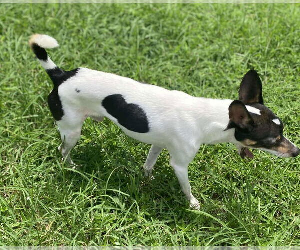 Medium Photo #3 Rat-Cha Puppy For Sale in Princeton, MN, USA