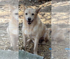 Dakota - Male German Shepherd Dog-Red Heeler Mix Dog for Adoption - Photo #3