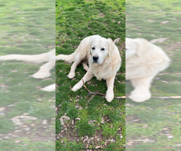 Medium Photo #1 Golden Retriever Puppy For Sale in MERCED, CA, USA