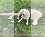 Small Photo #1 Golden Retriever Puppy For Sale in MERCED, CA, USA