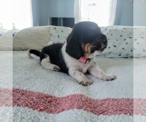 Medium Photo #5 Basset Hound Puppy For Sale in PETERSBURG, IN, USA