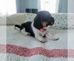 Small Photo #5 Basset Hound Puppy For Sale in PETERSBURG, IN, USA