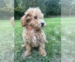Small Photo #1 Poodle (Miniature) Puppy For Sale in DURHAM, CT, USA