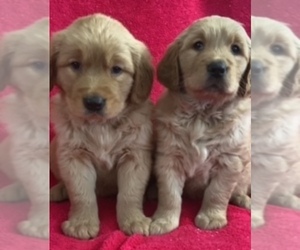 Golden Retriever Puppy for sale in SANTA ANA, CA, USA