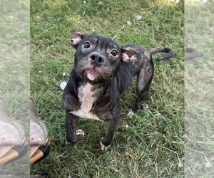Stella Fay - Female Mutt Dog for Adoption - Photo #2