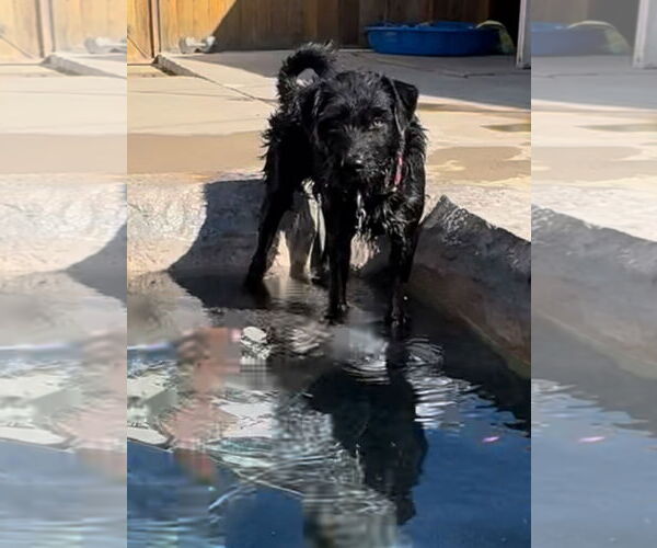 Medium Photo #13 Wirehaired lab Puppy For Sale in Newport Beach, CA, USA
