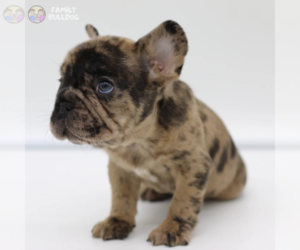 French Bulldog Puppy for sale in LOS ANGELES, CA, USA