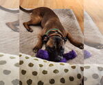 Small #3 Boxer Mix