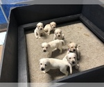 Small Photo #2 Labrador Retriever Puppy For Sale in LAKELAND, FL, USA