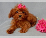 Small Photo #2 Cavapoo Puppy For Sale in MILLERSBURG, OH, USA