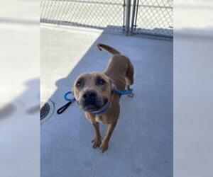 Mutt Dogs for adoption in Salinas, CA, USA