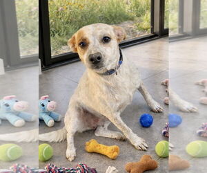 Labrador Retriever-Unknown Mix Dogs for adoption in San Diego, CA, USA