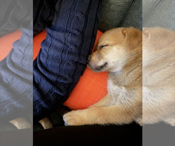 Medium Photo #4 German Shepherd Dog-Unknown Mix Puppy For Sale in The Woodlands, TX, USA