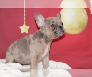 French Bulldog Puppy for sale in SARATOGA, CA, USA