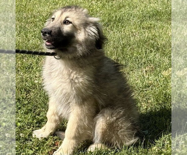 Medium Photo #4 German Shepherd Dog-Great Pyrenees Mix Puppy For Sale in Yardley, PA, USA