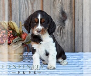 English Springer Spaniel Puppy for sale in MILLERSTOWN, PA, USA