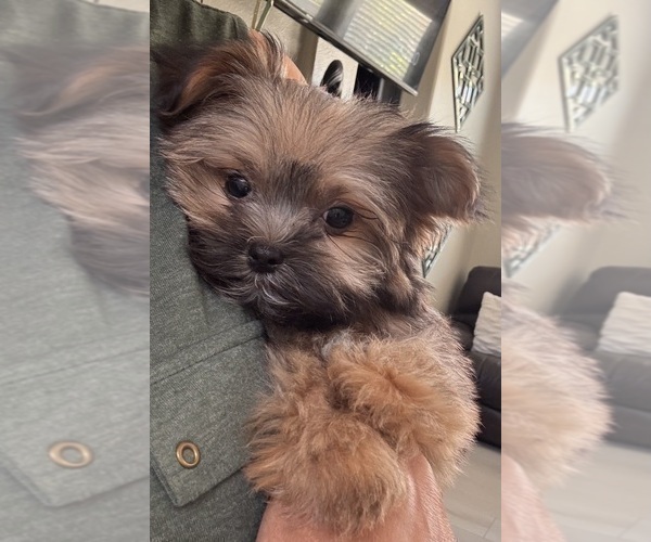 Medium Photo #3 Maltipoo Puppy For Sale in SANTA MARIA, CA, USA