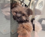 Small #2 Maltipoo
