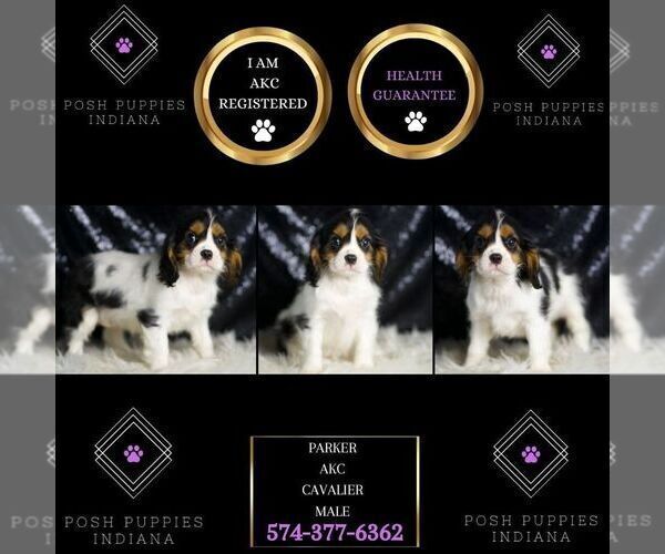 Medium Photo #43 Cavalier King Charles Spaniel Puppy For Sale in WARSAW, IN, USA