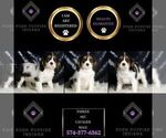 Small #5 Cavalier King Charles Spaniel
