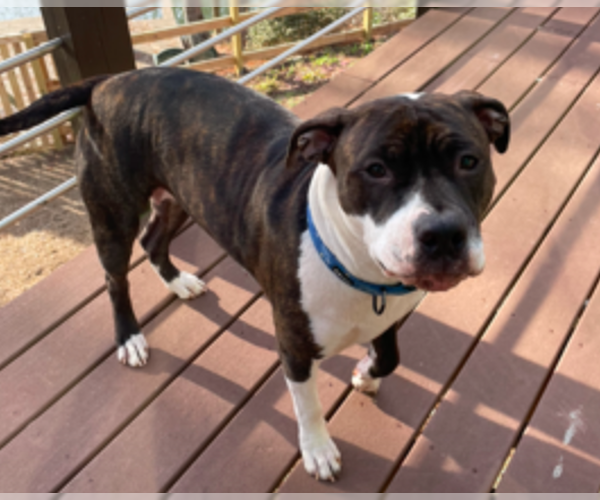 Medium Photo #2 Bulloxer Puppy For Sale in Decatur, GA, USA