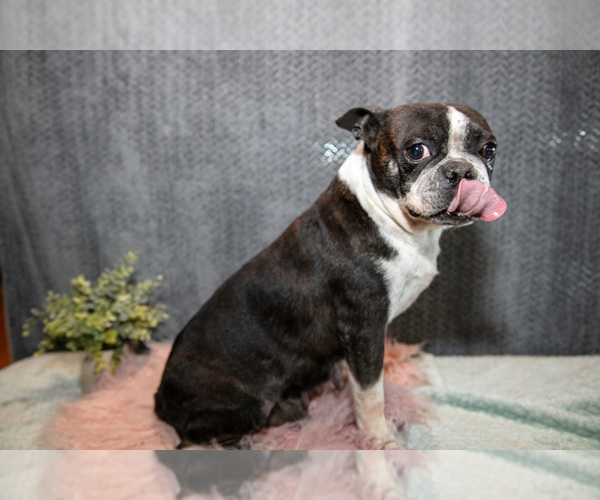 Medium Photo #1 Boston Terrier Puppy For Sale in HARLAN, IN, USA