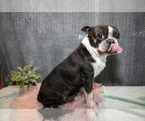 Mother of the Boston Terrier puppies born on 01/16/2025