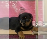 Small Photo #14 Rottweiler Puppy For Sale in ANTIOCH, CA, USA