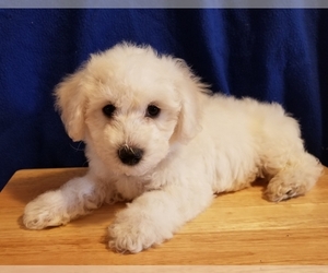 Poochon Puppy for sale in PANAMA CITY, FL, USA