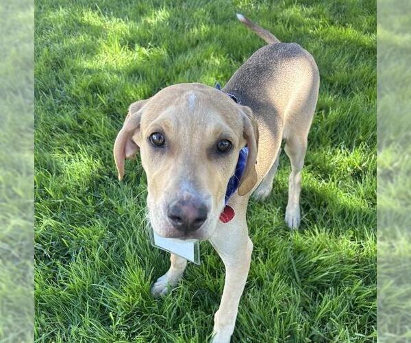 Medium Photo #5 Labrador Retriever-Unknown Mix Puppy For Sale in San Diego, CA, USA