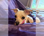 Small #1 Chihuahua Mix