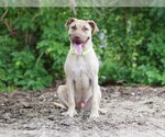 Small #1 Black Mouth Cur